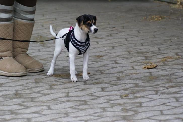 Dansk svensk gaardhund Kiwi - Kiwi en dag på gården billede 10