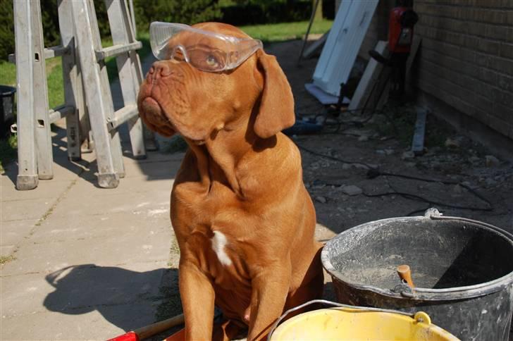 Dogue de bordeaux Deezel R.I.P - Under ombygning skal man huske sikkerheden :-) billede 14