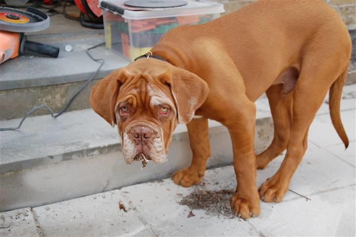 Dogue de bordeaux Deezel R.I.P - Hva´ nu.......beskidt hvem er det? billede 15