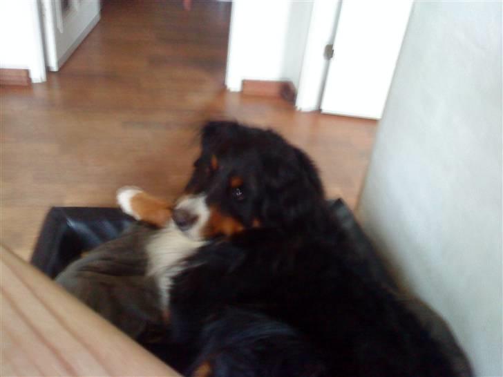 Berner sennenhund Bailey - Nøjj hvor er jeg træt billede 1