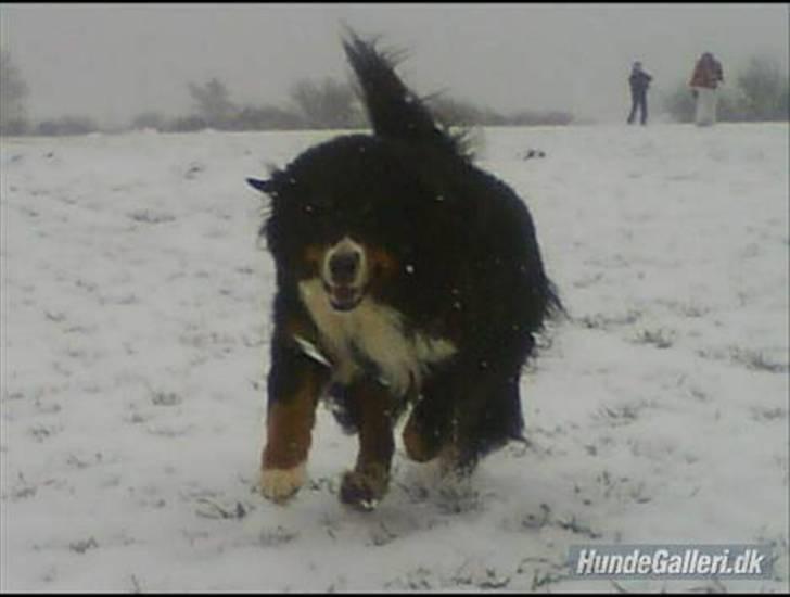 Berner sennenhund Bailey - Wrooooooom ! Fuld fart fremad, lige imod kamera"manden"! :D billede 2