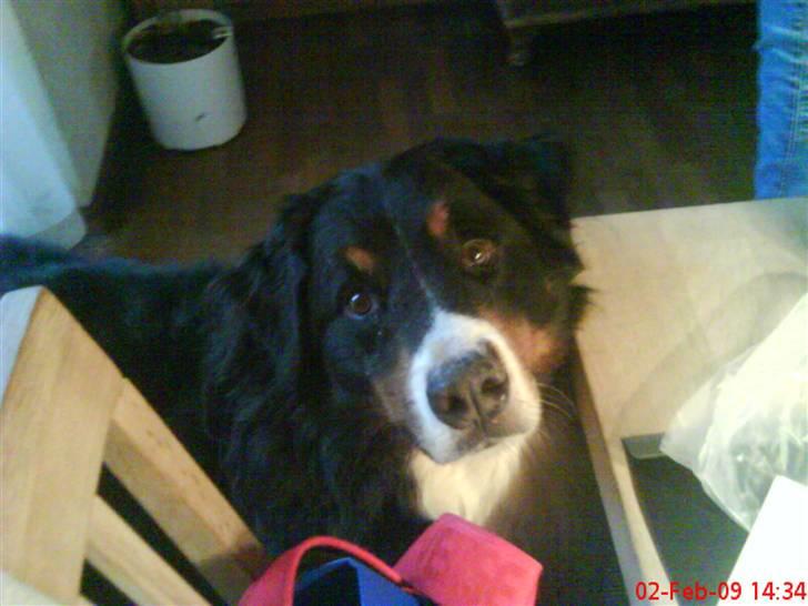 Berner sennenhund Bailey - Gi´r du iik en lille bid? billede 3