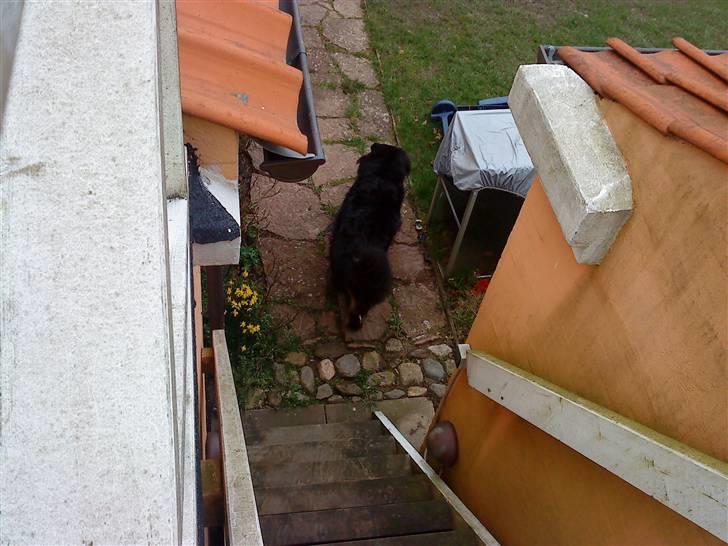 Berner sennenhund Bailey - er der mad?? billede 4