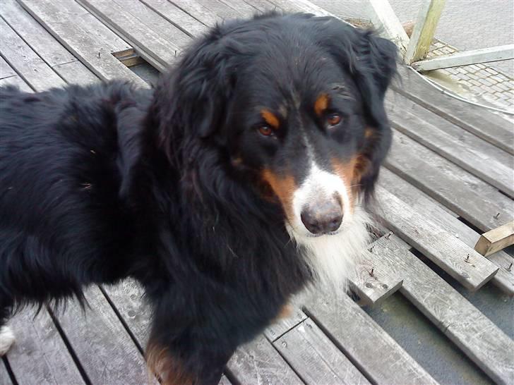 Berner sennenhund Bailey - har set dig billede 5