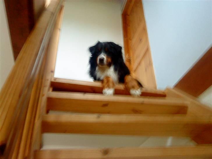 Berner sennenhund Bailey - kom og fang mig hvis du kan billede 6