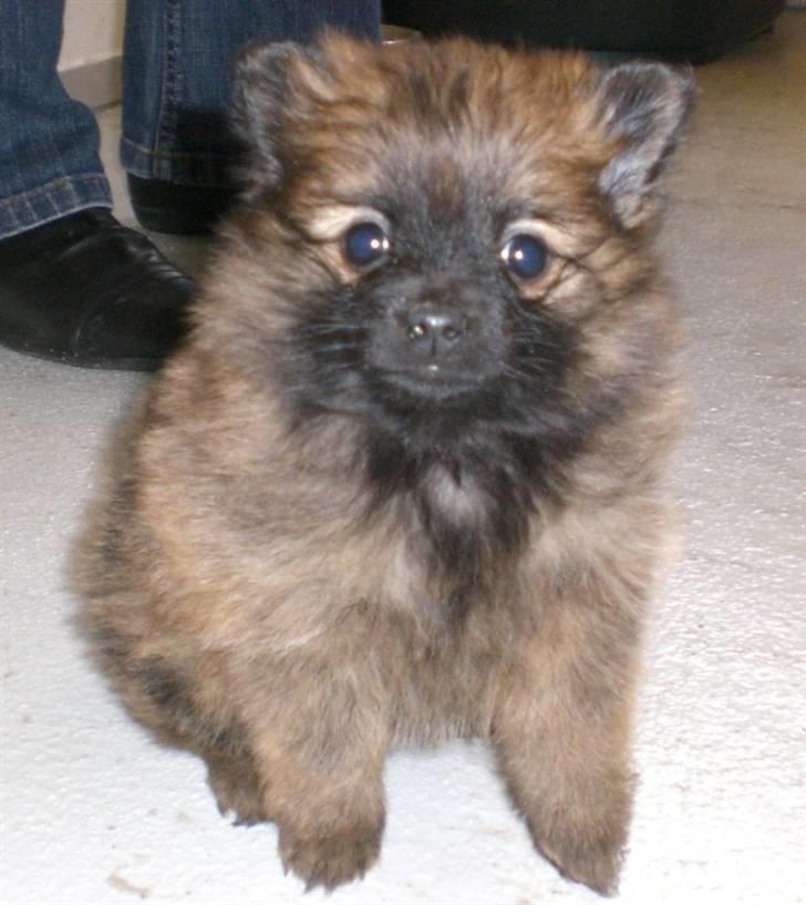 Pomeranian Soffie - 6 uger billede 9