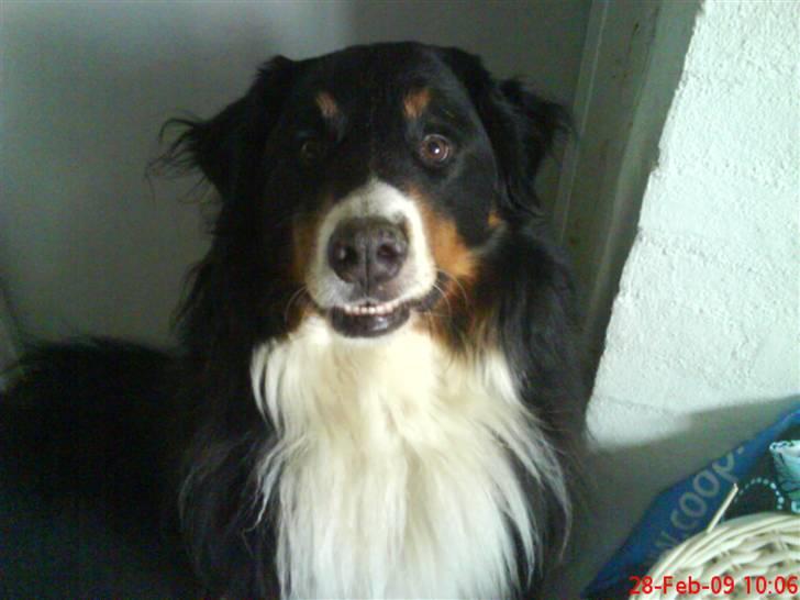 Berner sennenhund Bailey - Smil til fotografen! :D billede 7