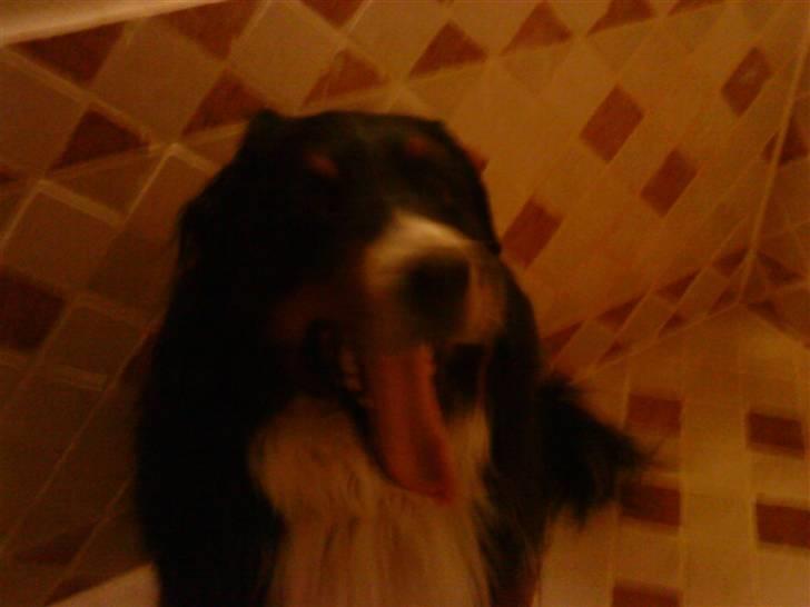 Berner sennenhund Bailey - det er vist senge tid billede 8