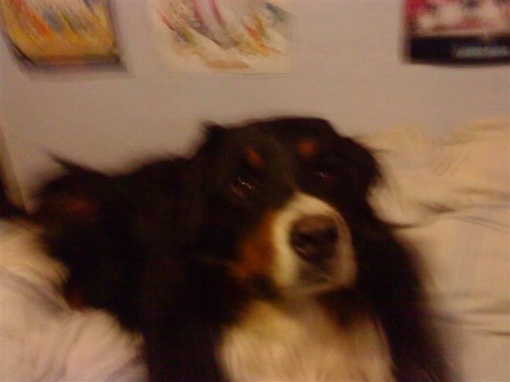 Berner sennenhund Bailey - den er en god seng :P billede 9