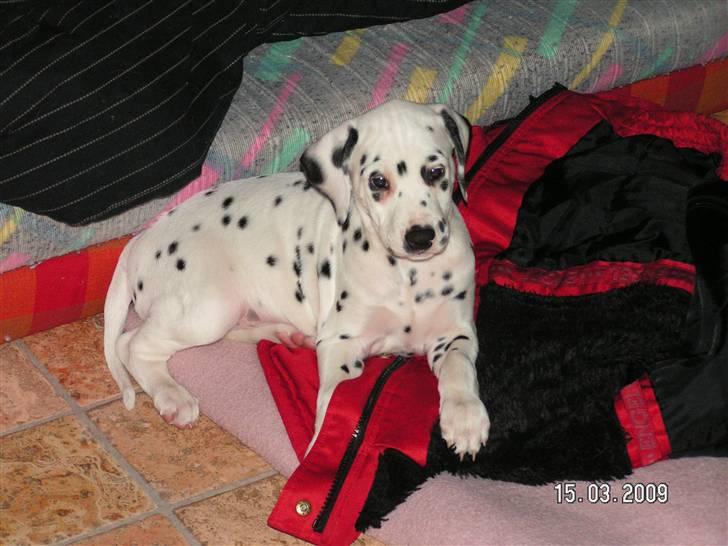 Dalmatiner Meizy - 8 uger :) billede 3