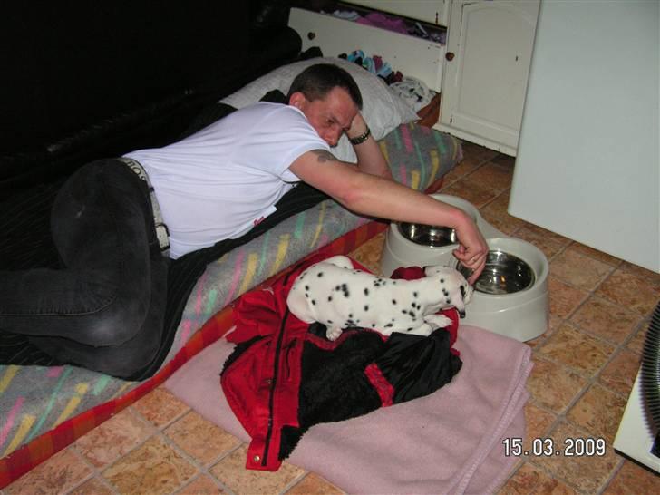 Dalmatiner Meizy - Far lærer hende & plaske i vand (:
8 Uger. billede 4