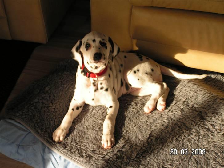 Dalmatiner Meizy - Jeg kan gø a dig ! :D
8 uger. billede 5
