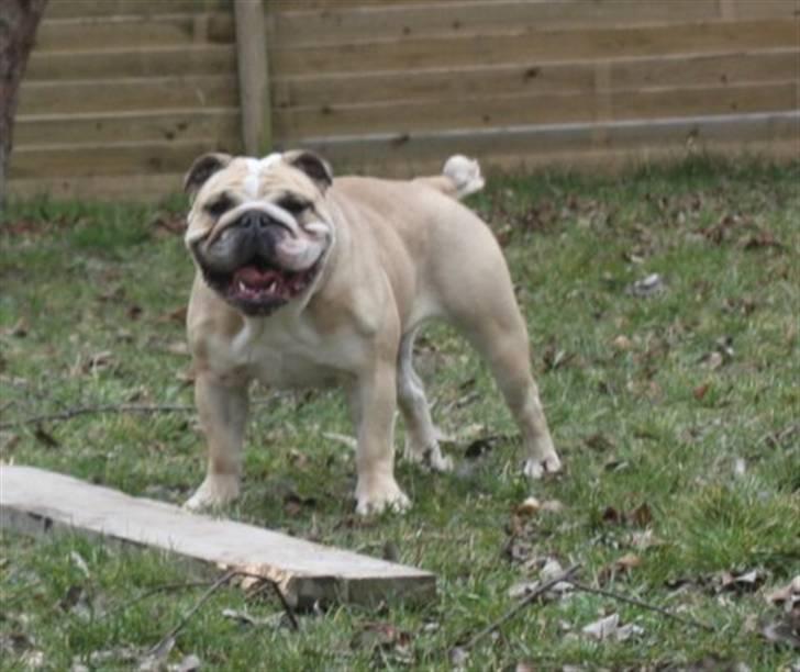 Engelsk bulldog Sally (Lucy) billede 1