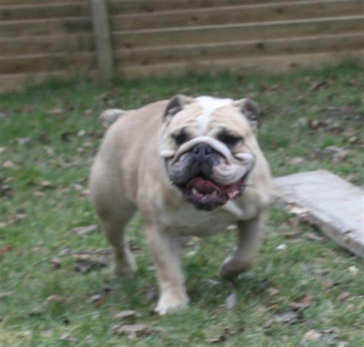 Engelsk bulldog Sally (Lucy) billede 2
