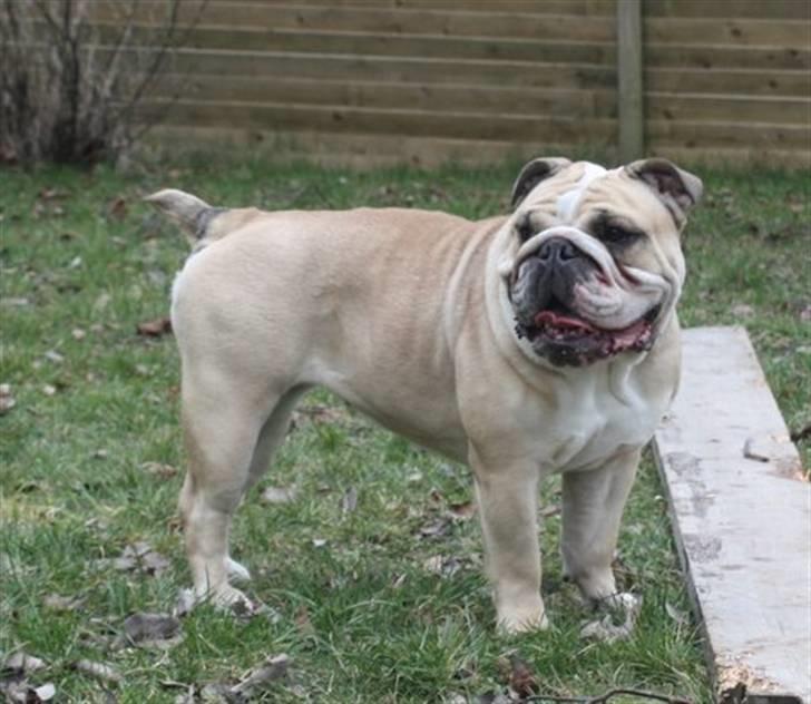 Engelsk bulldog Sally (Lucy) billede 3