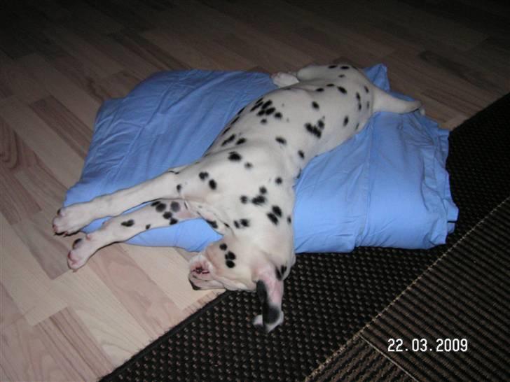 Dalmatiner Meizy - Meget træt hvalp :) billede 6