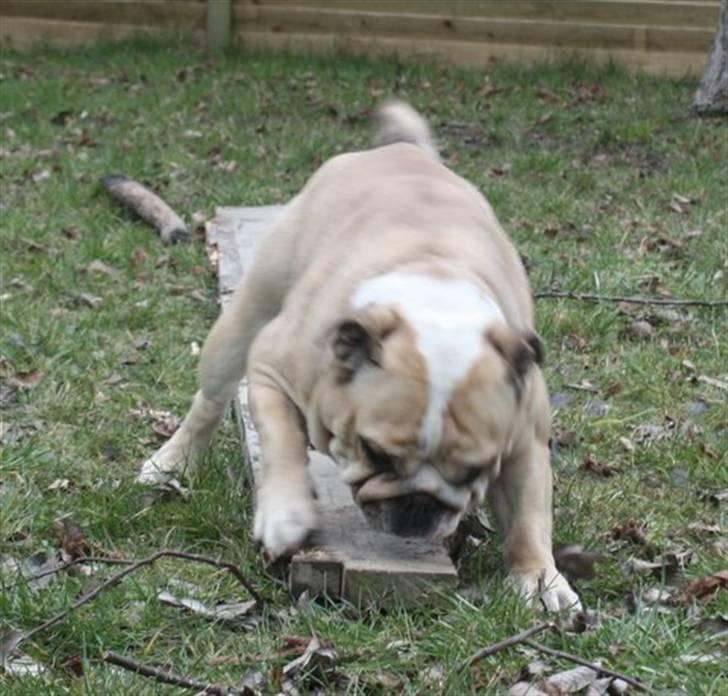 Engelsk bulldog Sally (Lucy) billede 4