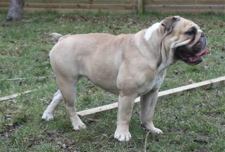 Engelsk bulldog Sally (Lucy) billede 5