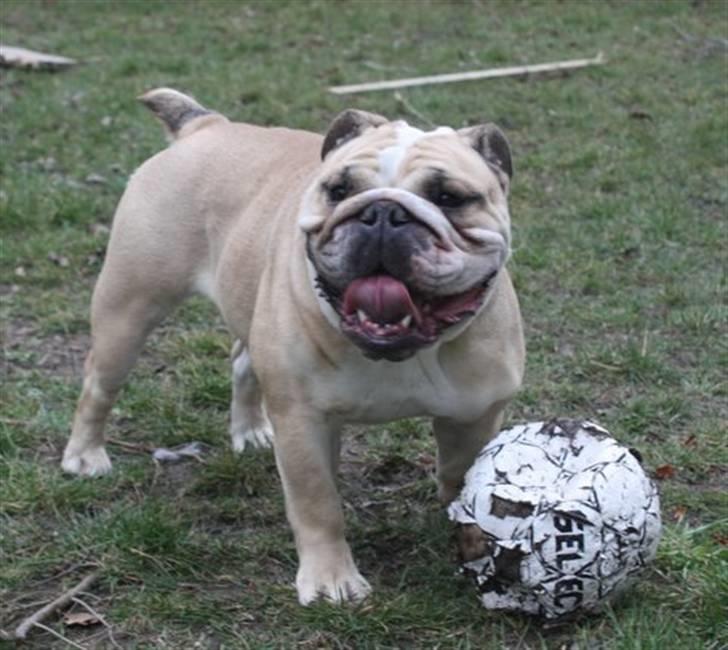Engelsk bulldog Sally (Lucy) billede 6