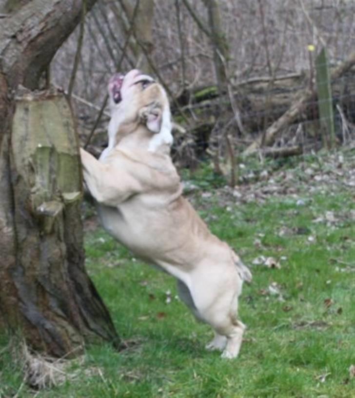 Engelsk bulldog Sally (Lucy) billede 7