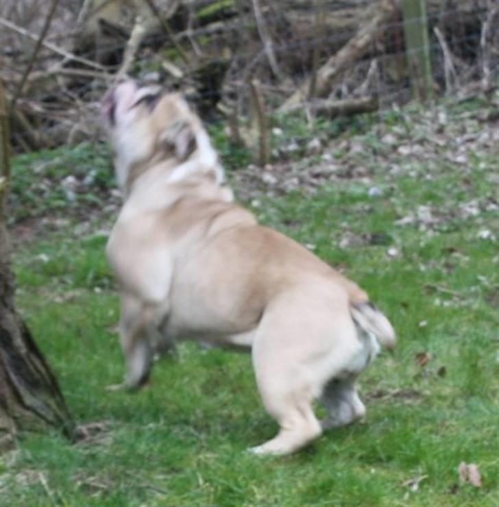 Engelsk bulldog Sally (Lucy) billede 8