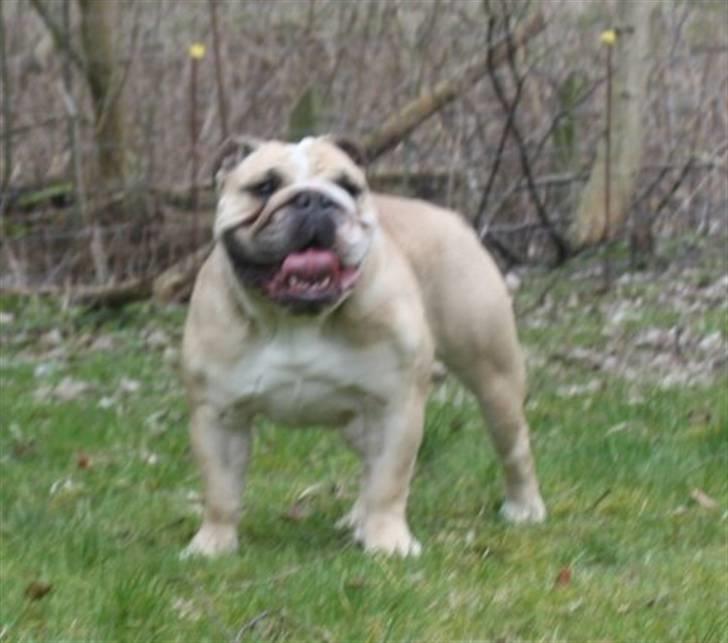 Engelsk bulldog Sally (Lucy) billede 9