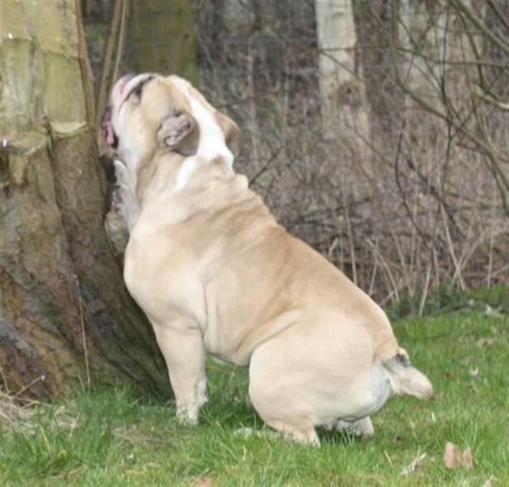 Engelsk bulldog Sally (Lucy) billede 10