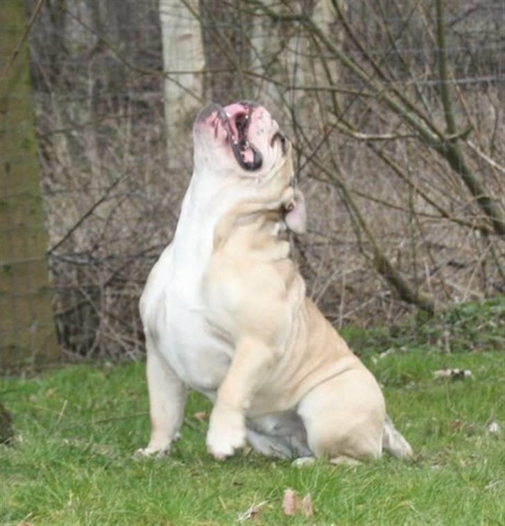 Engelsk bulldog Sally (Lucy) billede 11