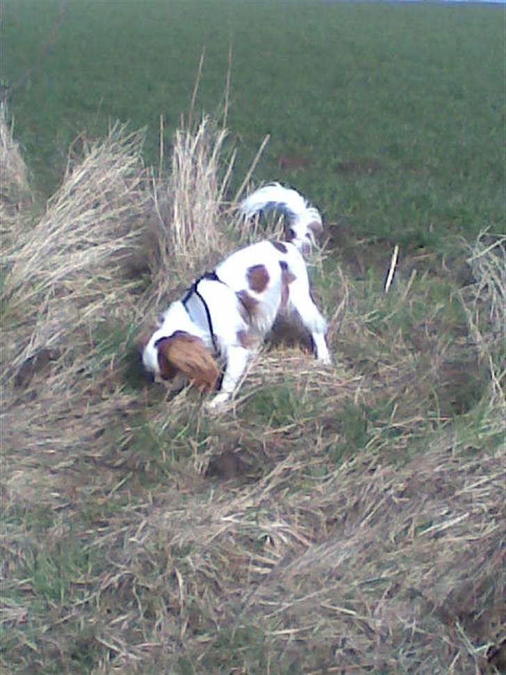 Cavalier king charles spaniel Kong Louie billede 11