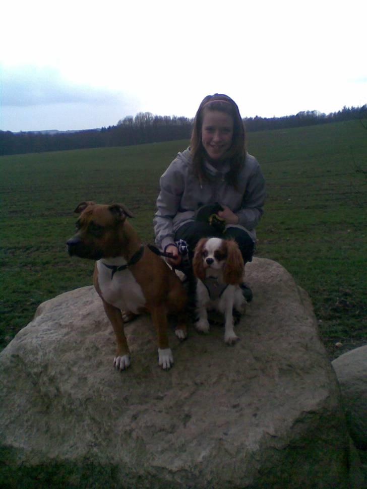 Cavalier king charles spaniel Kong Louie billede 12