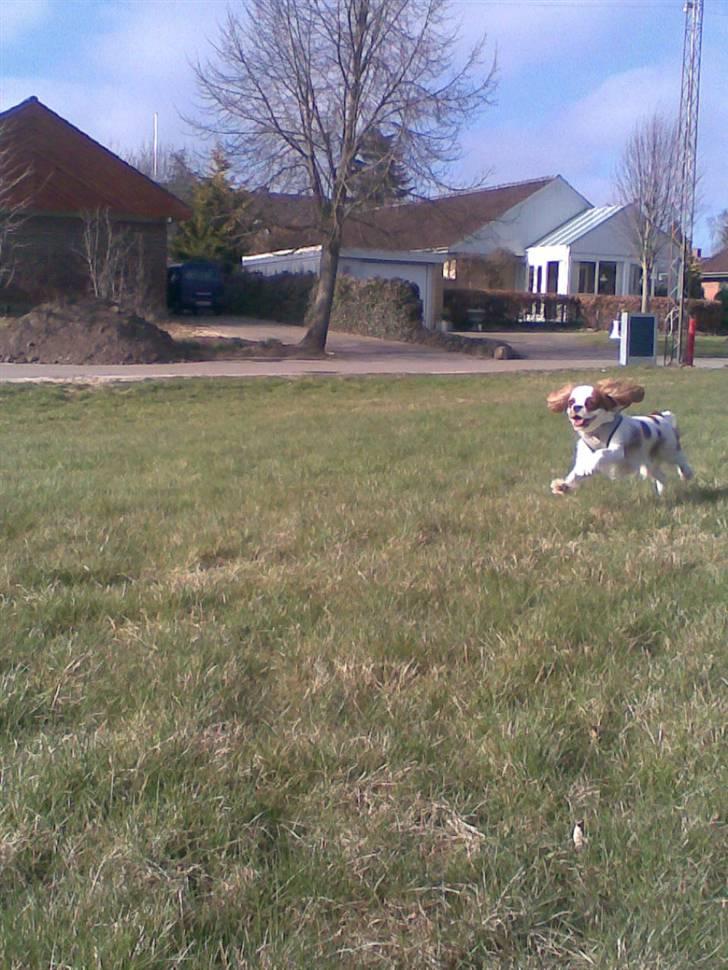 Cavalier king charles spaniel Kong Louie billede 13