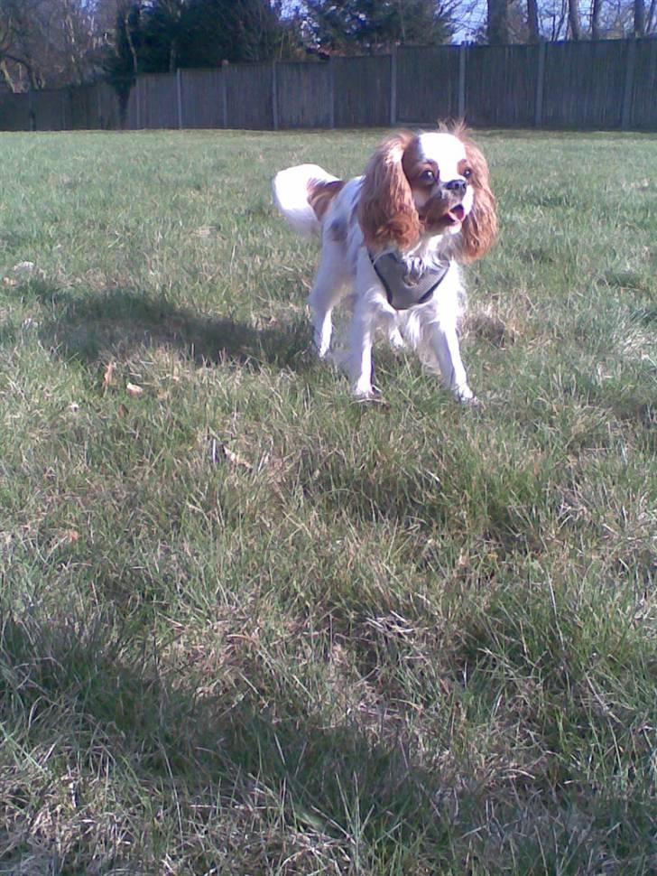 Cavalier king charles spaniel Kong Louie billede 14