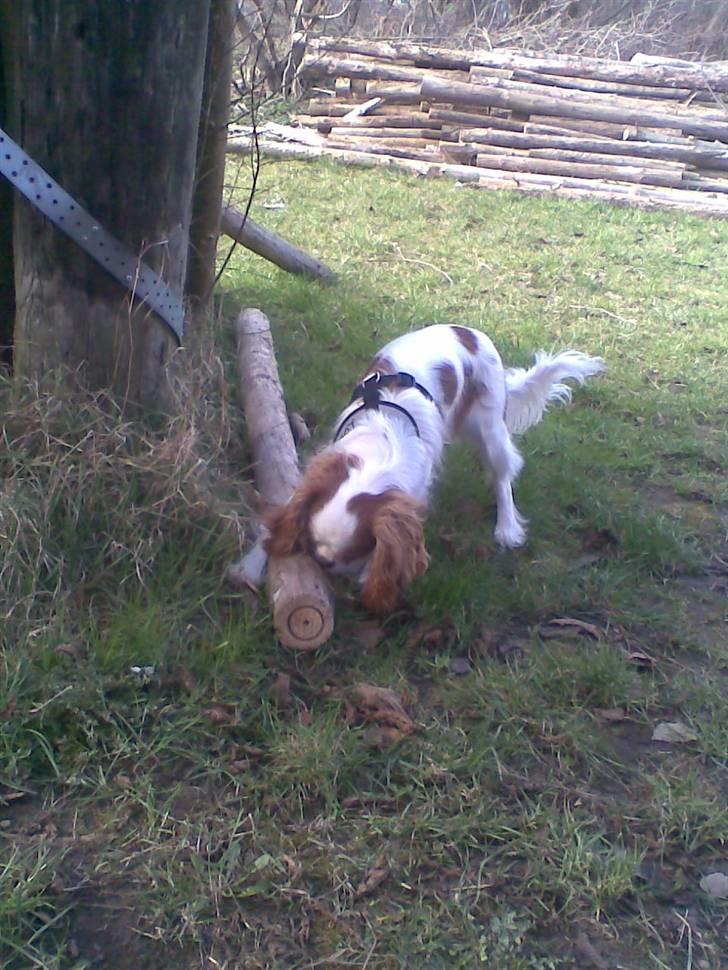 Cavalier king charles spaniel Kong Louie billede 15