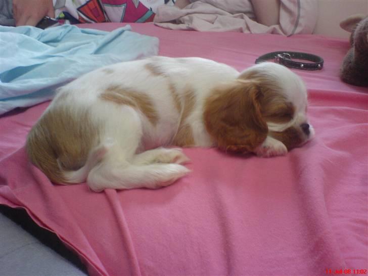 Cavalier king charles spaniel Kong Louie billede 16