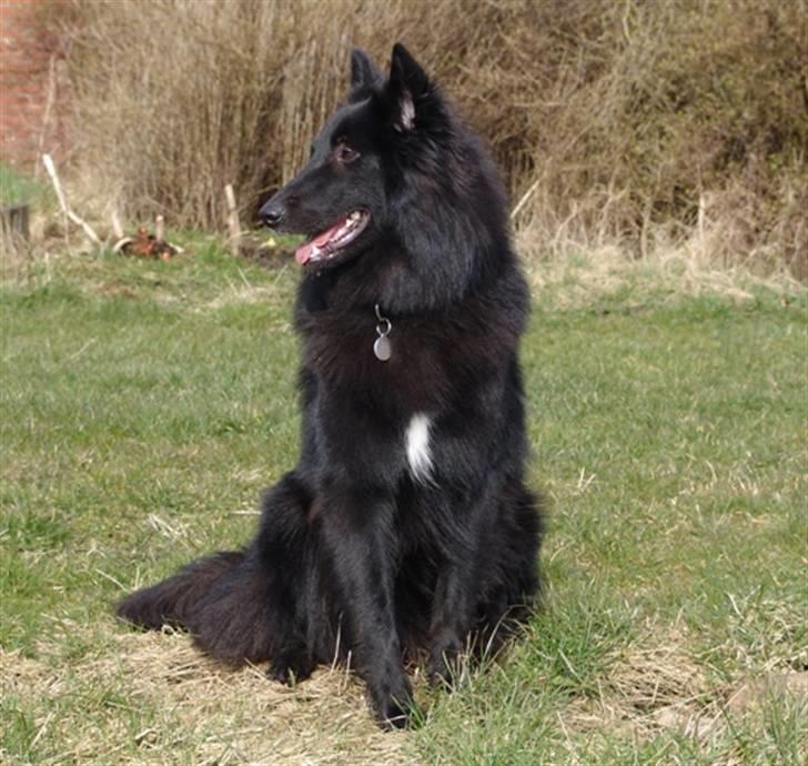 Groenendael Lia - 1 år gammel. billede 13