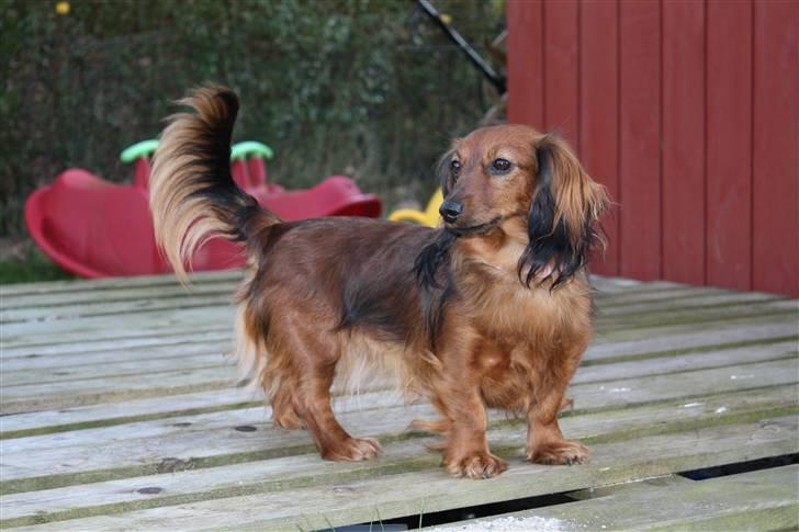 Dværggravhund Tulle RIP november 2012 - Hvem har lagt låg på sandkassen??? billede 18