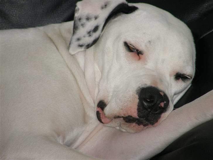 Amerikansk bulldog Snow billede 9