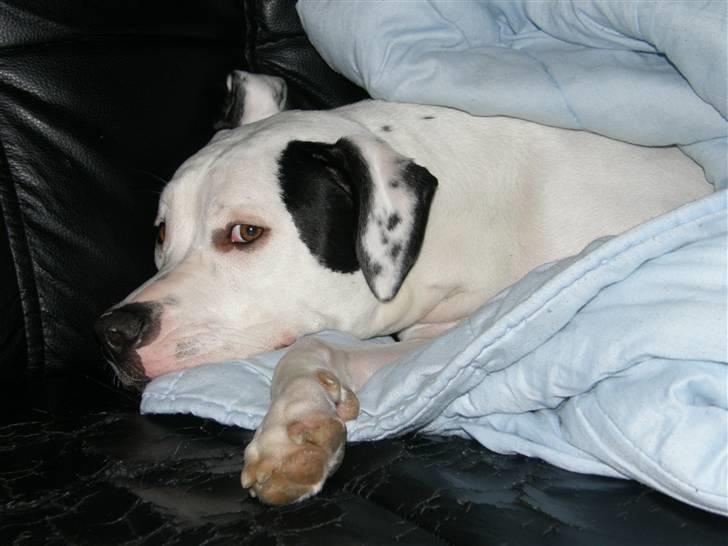 Amerikansk bulldog Snow - Borte borte tit ;) billede 10