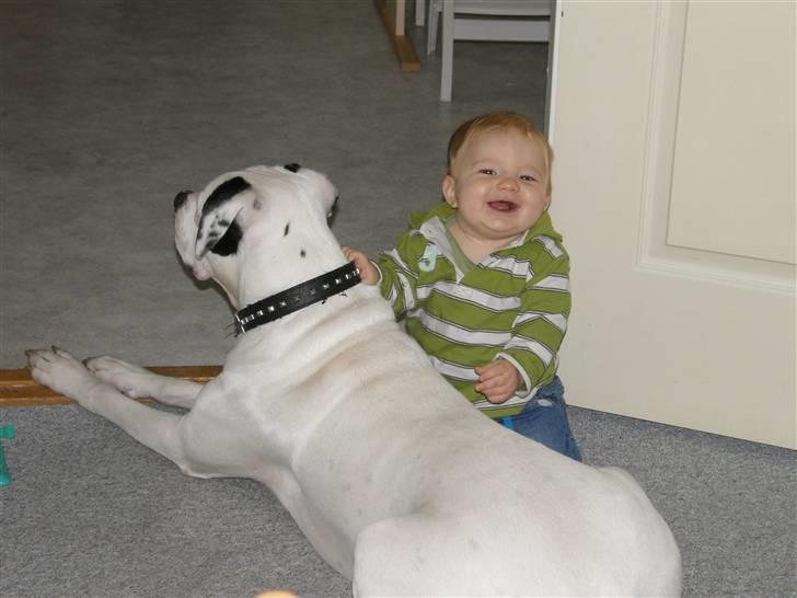 Amerikansk bulldog Snow billede 11