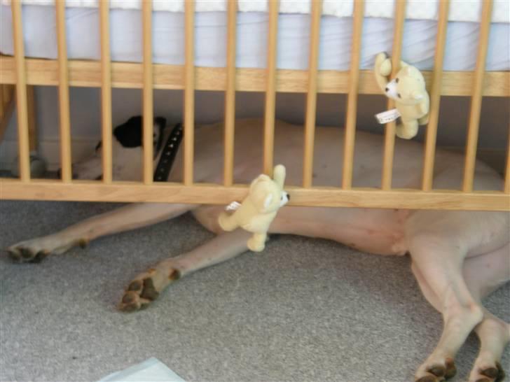 Amerikansk bulldog Snow billede 12