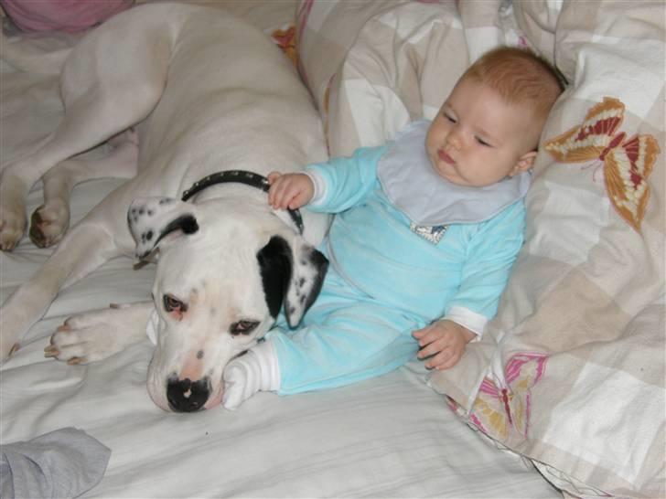 Amerikansk bulldog Snow - Mig som babysitter billede 13