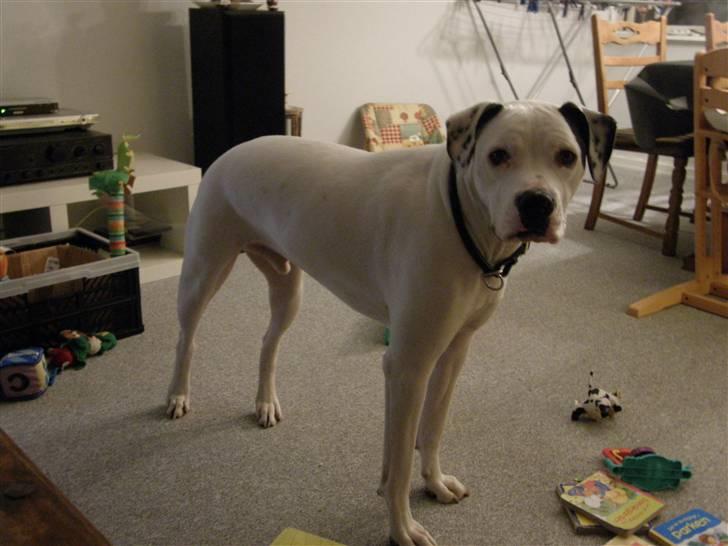 Amerikansk bulldog Snow billede 14