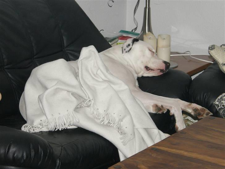 Amerikansk bulldog Snow billede 15