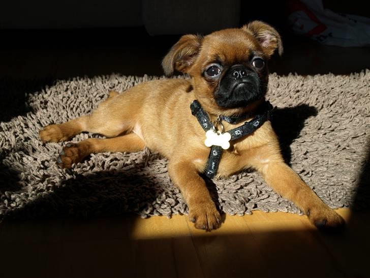 Griffon petit brabancon Pixi - en plet i solen billede 18