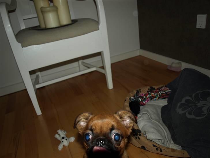 Griffon petit brabancon Pixi - Fræk?! Ja det kan du bande på jeg er....! billede 19