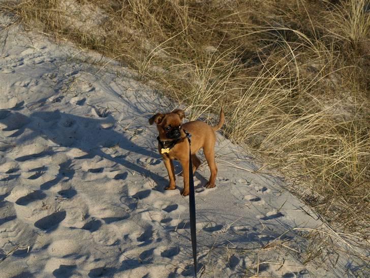 Griffon petit brabancon Pixi - dejligt med en strandtur billede 20