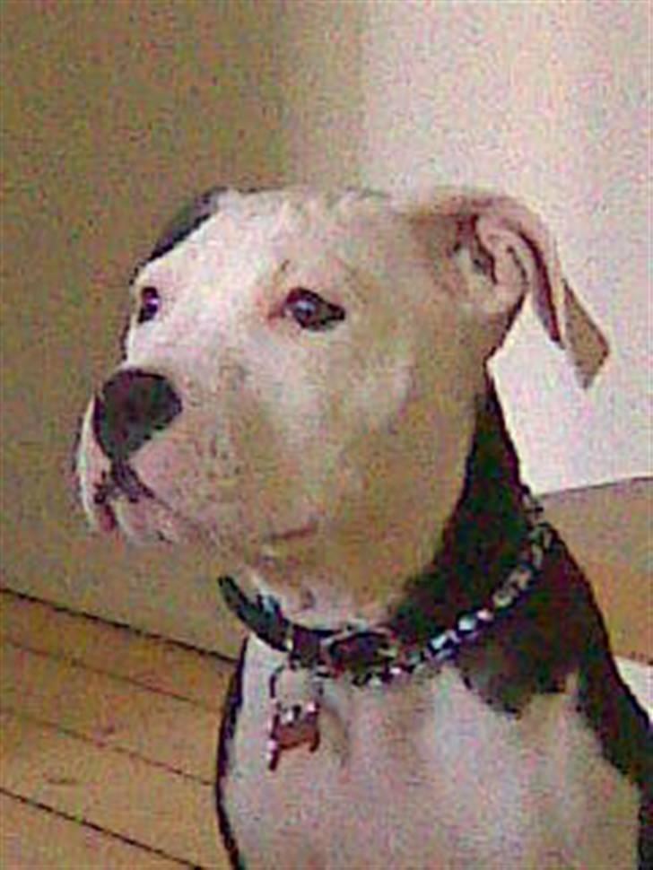 Amerikansk staffordshire terrier Coco billede 1