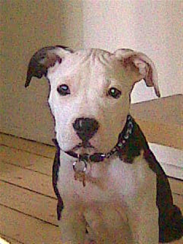 Amerikansk staffordshire terrier Coco billede 2