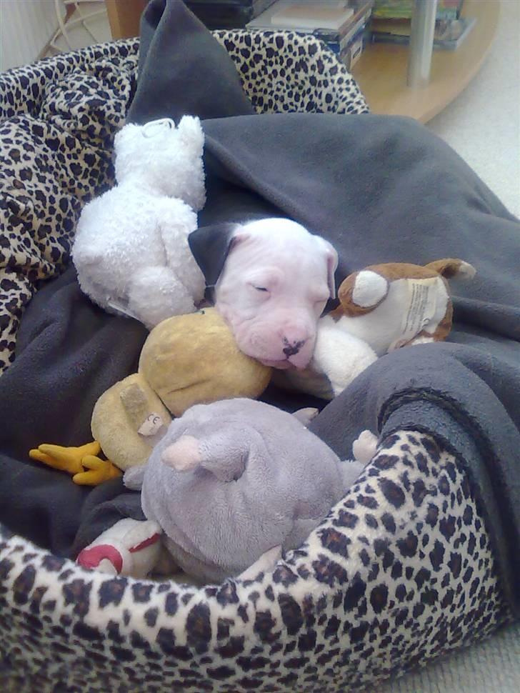 Amerikansk staffordshire terrier Coco billede 3