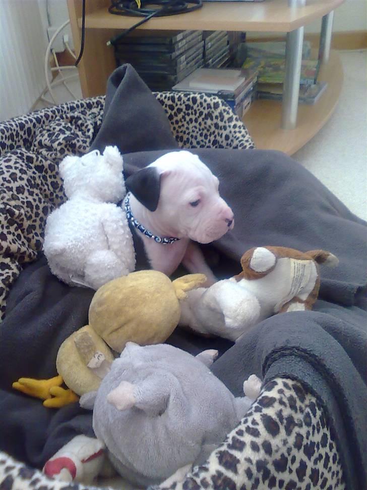 Amerikansk staffordshire terrier Coco billede 4